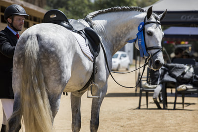 Tilley Andalusians - Spanish Horse Show, Burbank, California